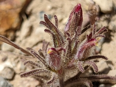 Cordylanthus kingii helleri
