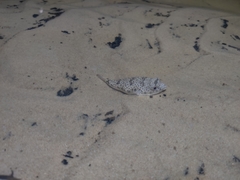 Tetractenos hamiltoni