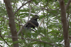 Crotophaga sulcirostris