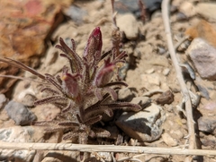 Cordylanthus kingii helleri