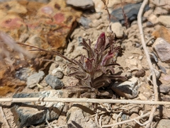 Cordylanthus kingii helleri