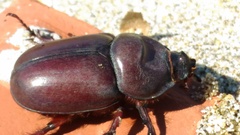 Oryctes nasicornis corniculatus
