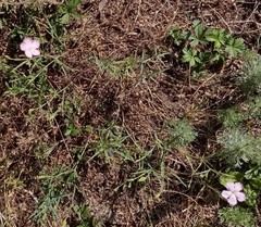 Dianthus campestris