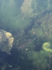 Micropterus salmoides