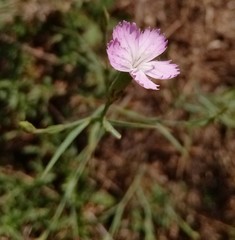 Dianthus campestris