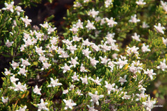 Spyridium phylicoides