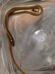 Coniophanes meridanus