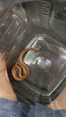 Coniophanes meridanus