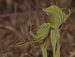 Pterostylis valida