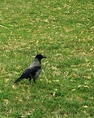 Corvus cornix