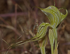 Pterostylis valida