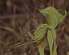 Pterostylis valida