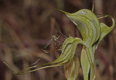 Pterostylis valida