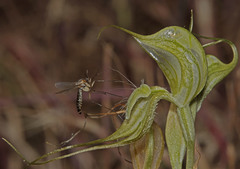 Pterostylis valida