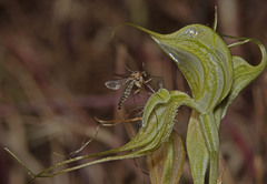 Pterostylis valida