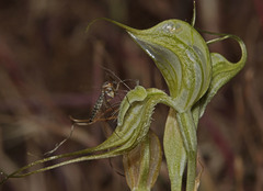 Pterostylis valida