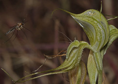 Pterostylis valida