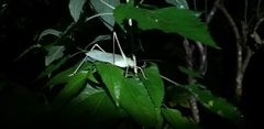 Mecopodinae