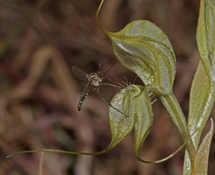 Pterostylis valida