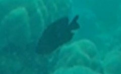 Neoglyphidodon melas