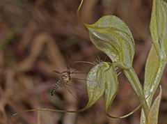 Pterostylis valida