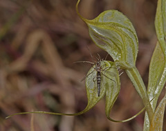 Pterostylis valida
