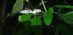 Mecopodinae