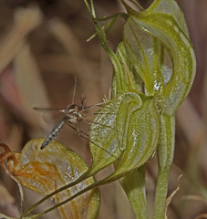 Pterostylis valida