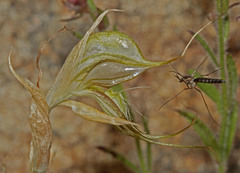 Pterostylis valida