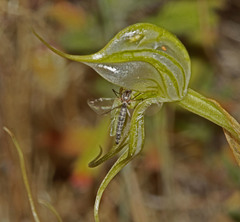 Pterostylis valida