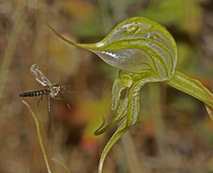 Pterostylis valida