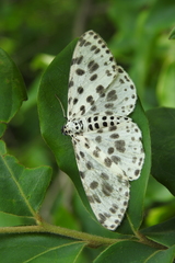 Antipercnia albinigrata