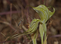 Pterostylis valida