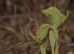 Pterostylis valida