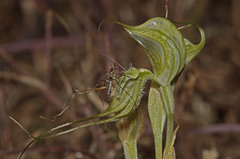 Pterostylis valida