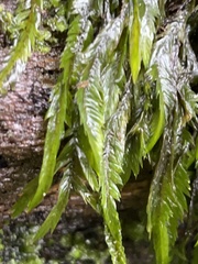 Fontinalis neomexicana