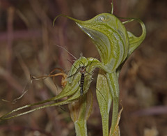 Pterostylis valida