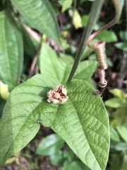 Passiflora rubra