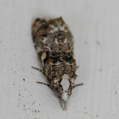 Phtheochroa rugosana