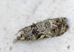 Phtheochroa rugosana