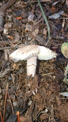 Lepiota brunneoincarnata