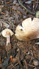 Lepiota brunneoincarnata