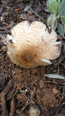 Lepiota brunneoincarnata