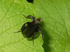 Rhamphomyia longicauda