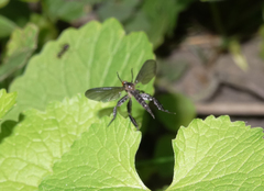 Rhamphomyia longicauda