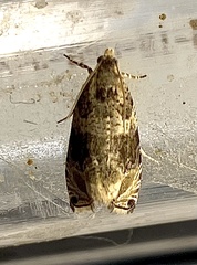 Olethreutes appendiceum