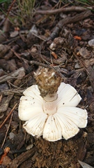 Lepiota brunneoincarnata