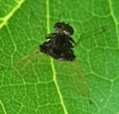 Chrysopilus basilaris