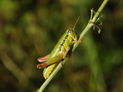 Micropodisma salamandra