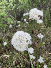 Rhododendron tomentosum
